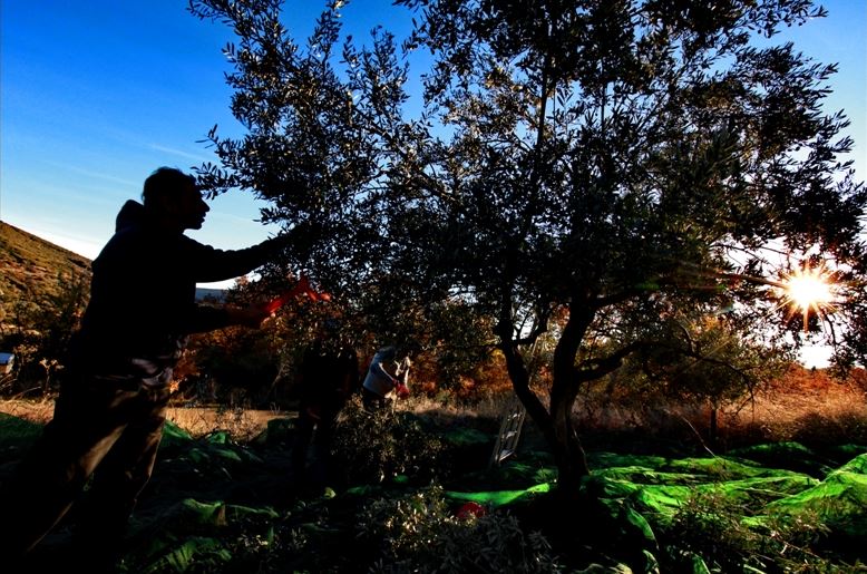 Supporting small Greek Farmers