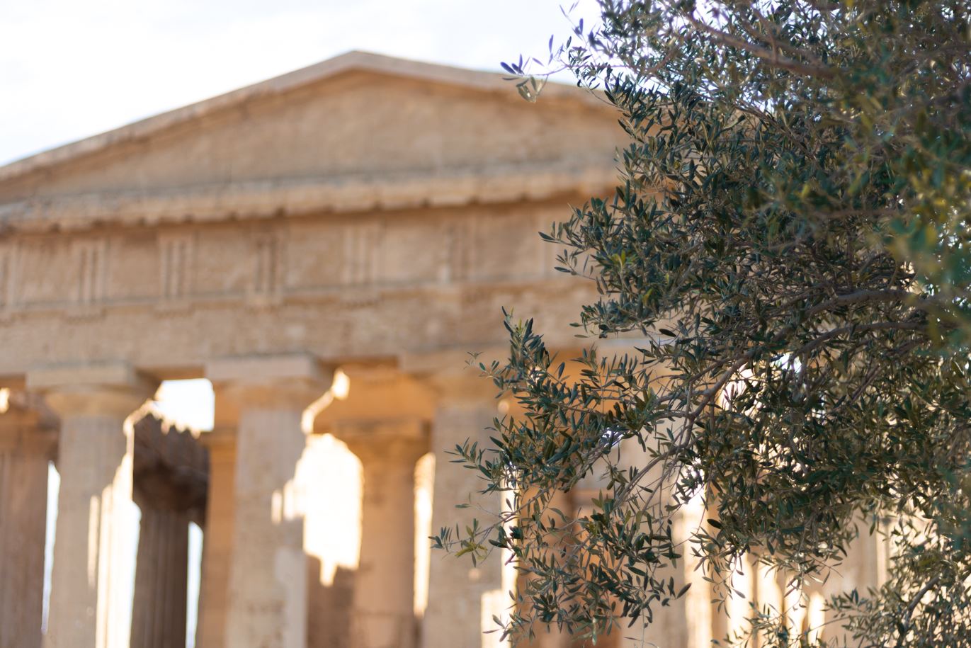 The deep roots of the Olive tree in Greece